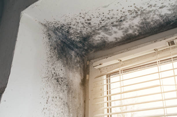 Affordable Black Mold Remediation solutions in Painter, VA